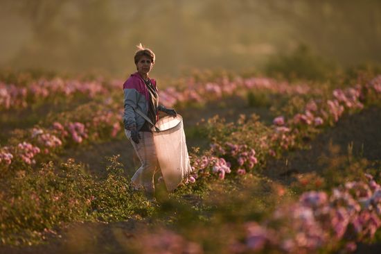 Russia Crimea Rose Petals Gathering