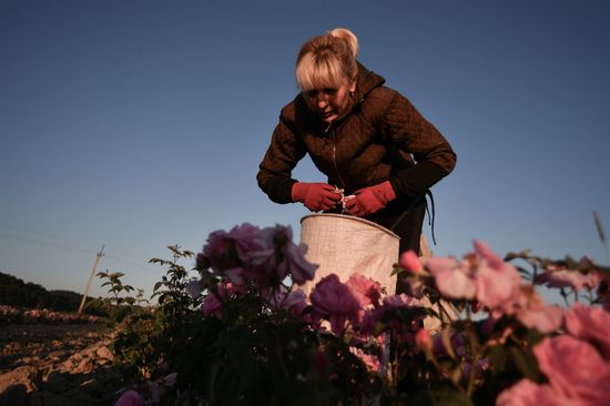 Russia Crimea Rose Petals Gathering