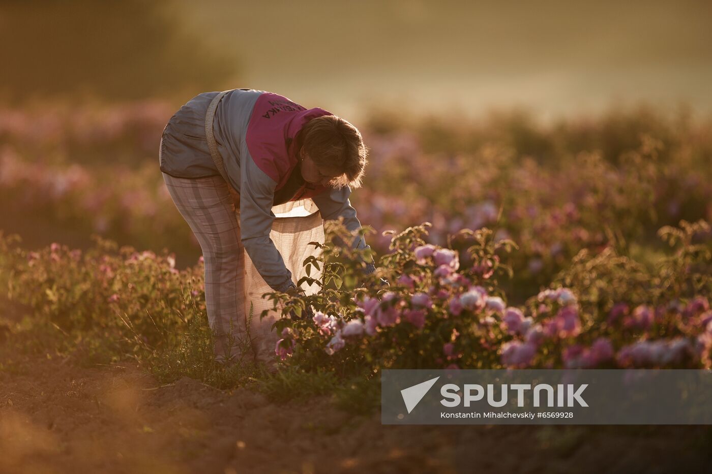 Russia Crimea Rose Petals Gathering