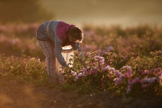 Russia Crimea Rose Petals Gathering