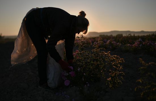 Russia Crimea Rose Petals Gathering
