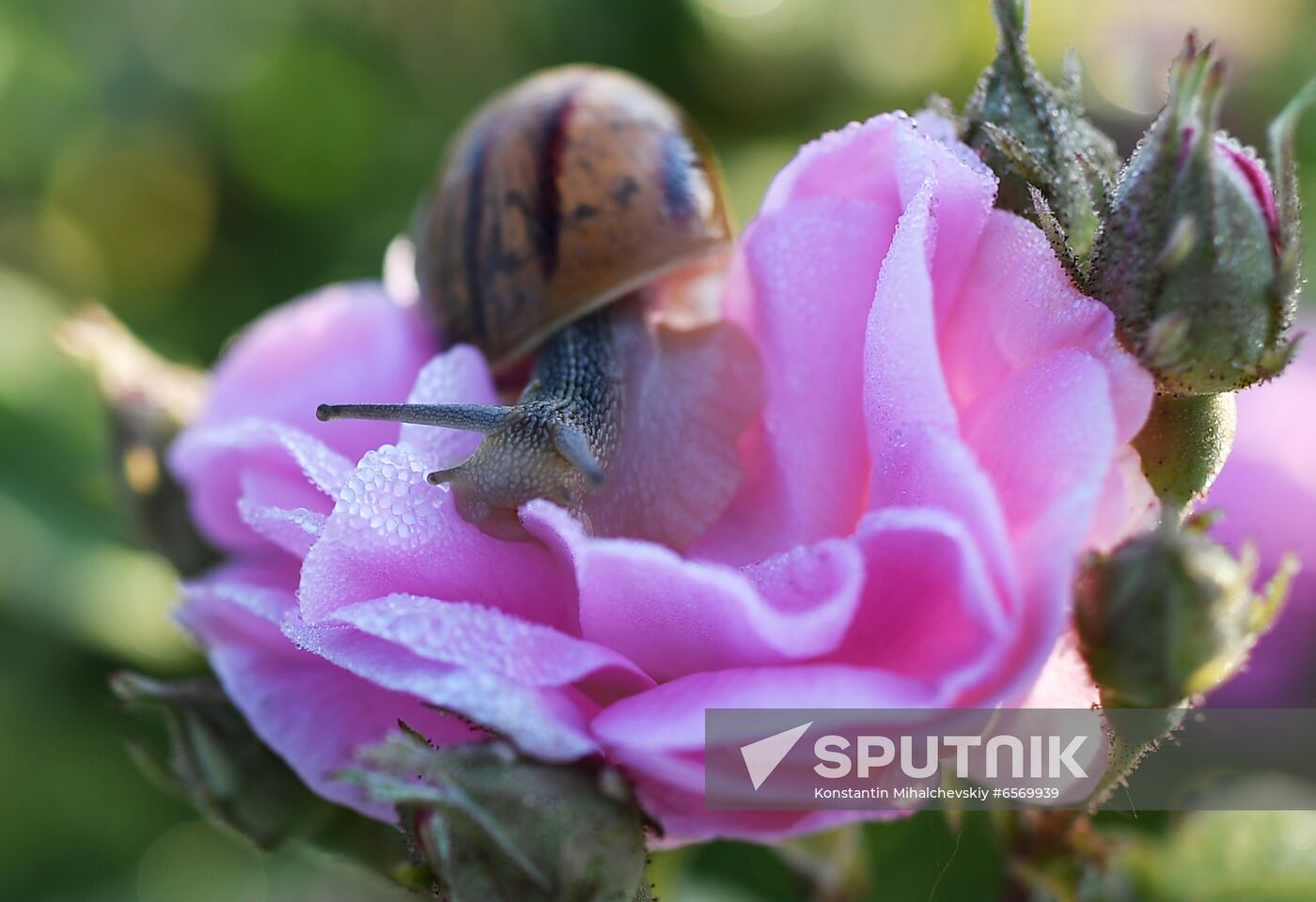 Russia Crimea Rose Petals Gathering