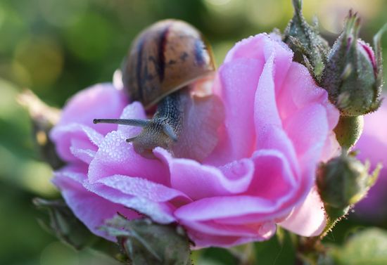 Russia Crimea Rose Petals Gathering