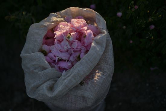 Russia Crimea Rose Petals Gathering