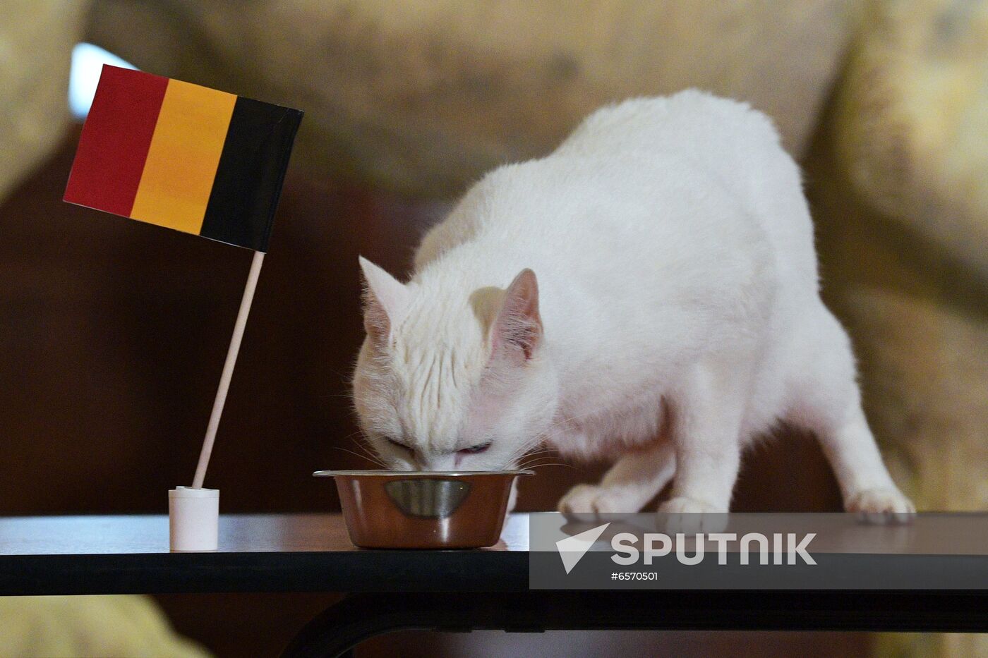 Achilles the Cat predicts Russia's defeat by Belgium in UEFA EURO 2020 game
