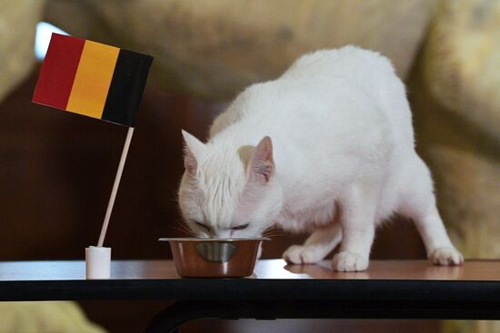 Achilles the Cat predicts Russia's defeat by Belgium in UEFA EURO 2020 game