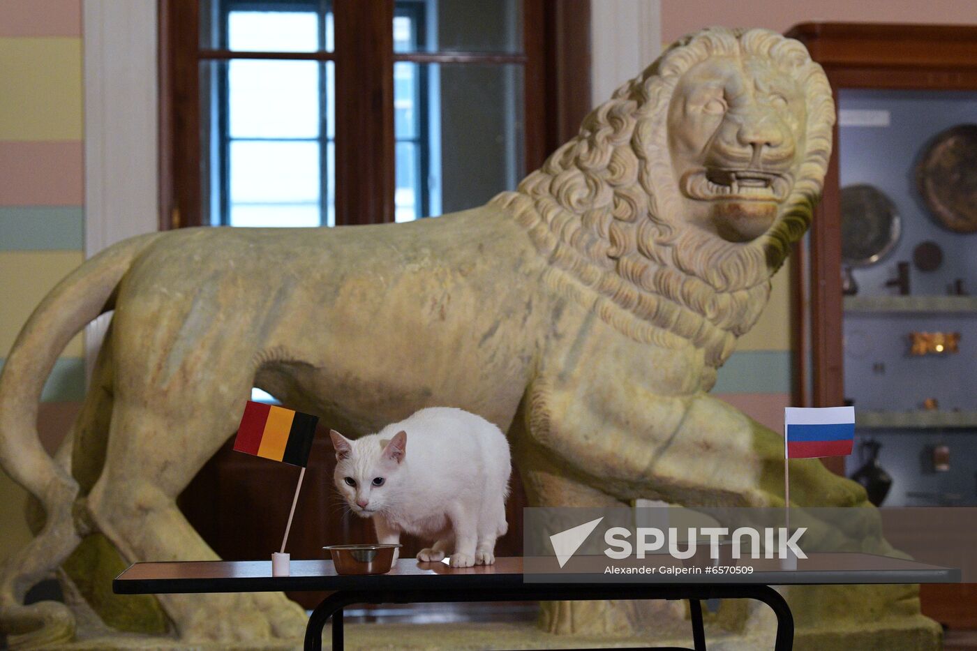 Achilles the Cat predicts Russia's defeat by Belgium in UEFA EURO 2020 game