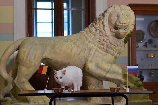 Achilles the Cat predicts Russia's defeat by Belgium in UEFA EURO 2020 game