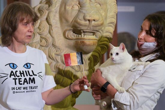 Achilles the Cat predicts Russia's defeat by Belgium in UEFA EURO 2020 game