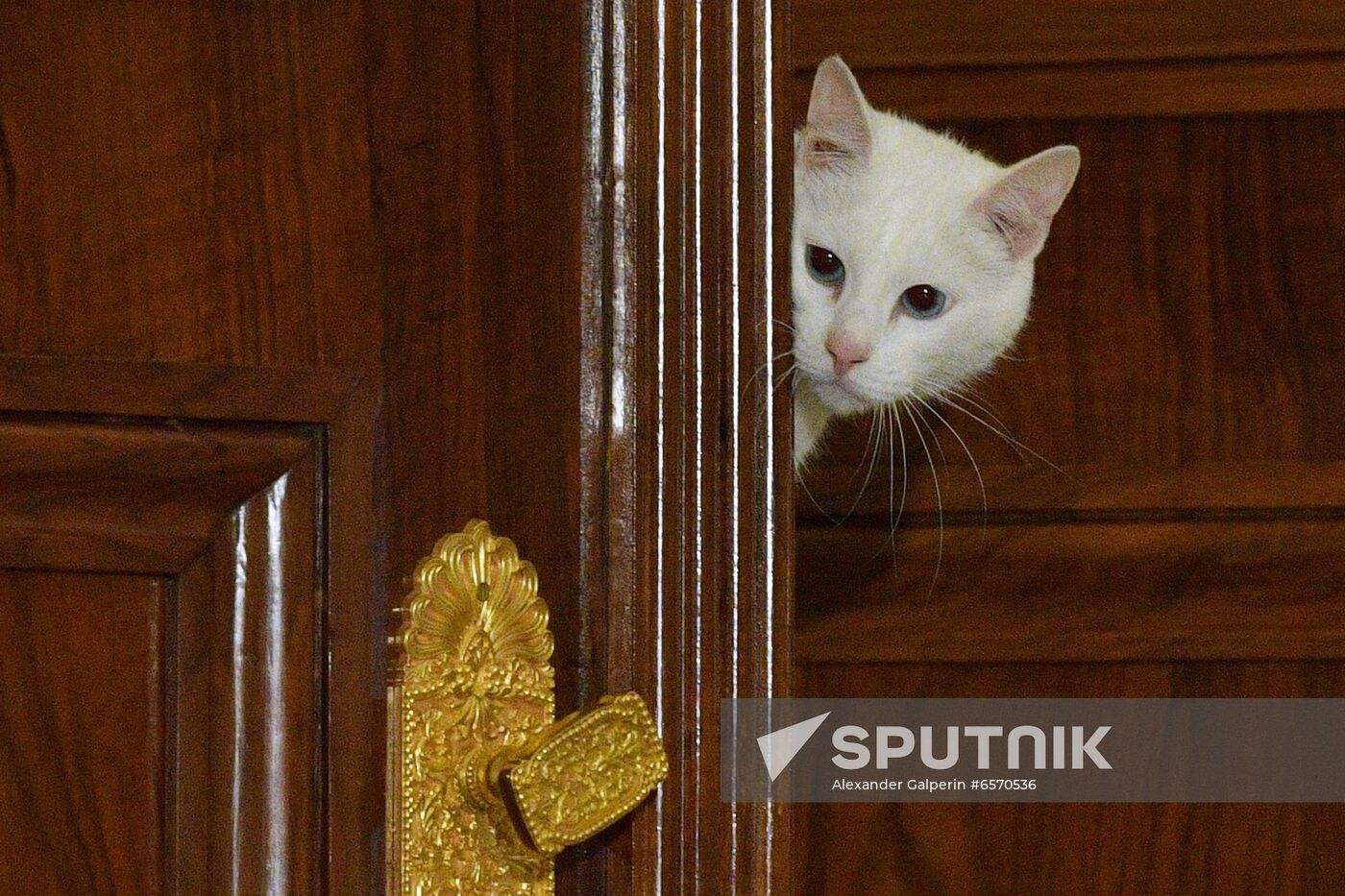 Achilles the Cat predicts Russia's defeat by Belgium in UEFA EURO 2020 game