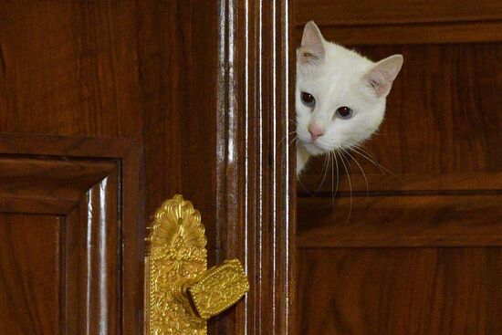 Achilles the Cat predicts Russia's defeat by Belgium in UEFA EURO 2020 game
