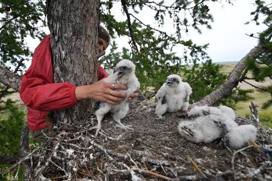 Russia Saker Falcon Population Rebirth