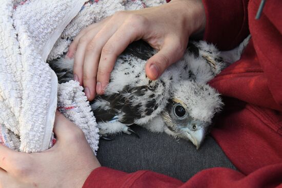 Russia Saker Falcon Population Rebirth