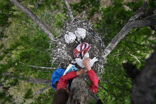 Russia Saker Falcon Population Rebirth