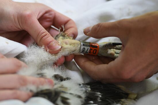 Russia Saker Falcon Population Rebirth