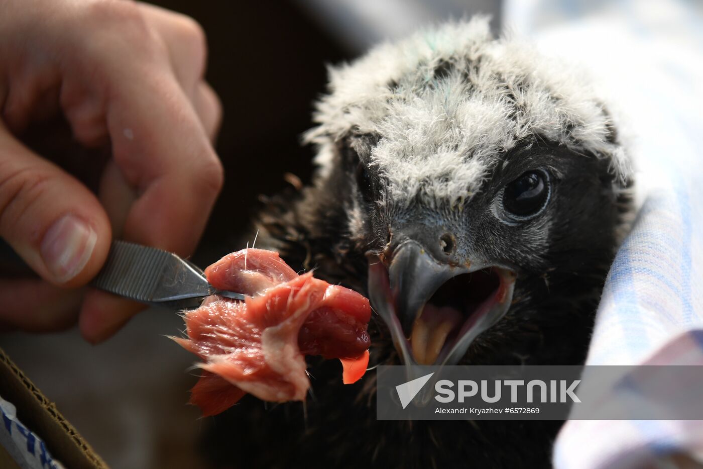 Russia Saker Falcon Population Rebirth