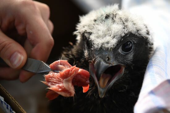 Russia Saker Falcon Population Rebirth