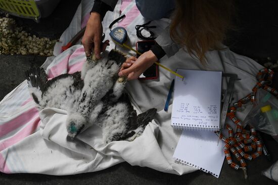 Russia Saker Falcon Population Rebirth