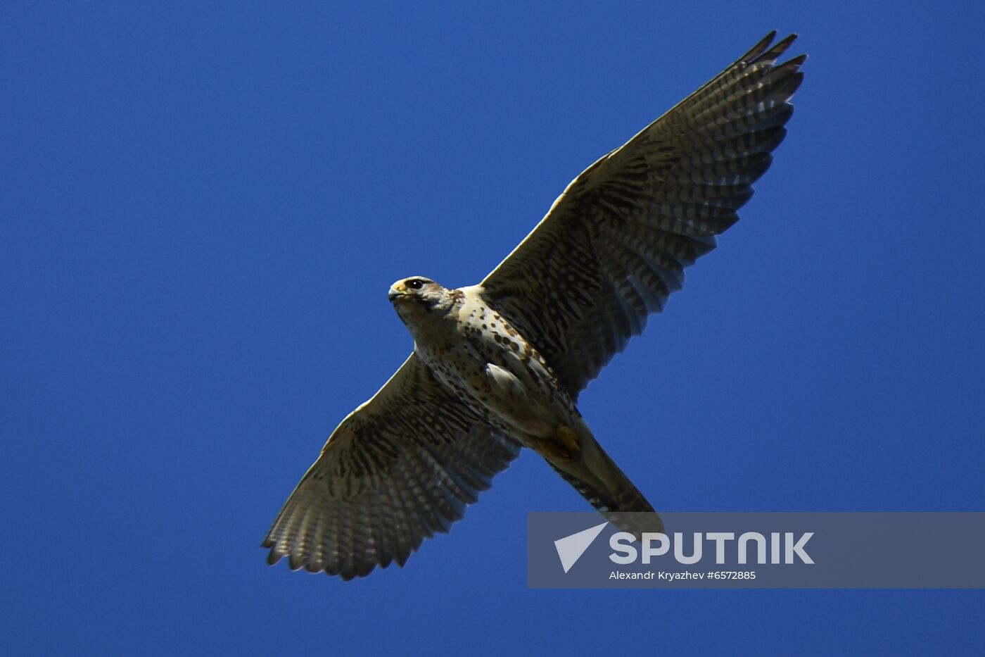 Russia Saker Falcon Population Rebirth