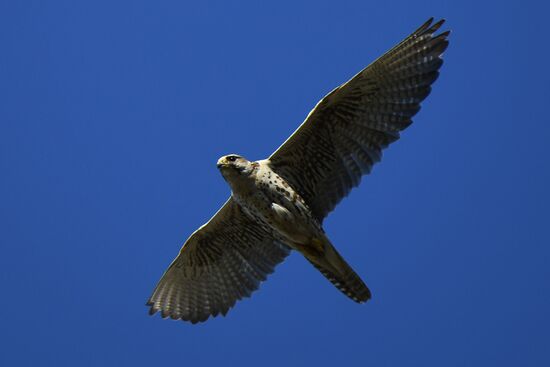 Russia Saker Falcon Population Rebirth