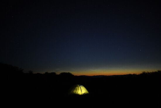 Russia Saker Falcon Population Rebirth