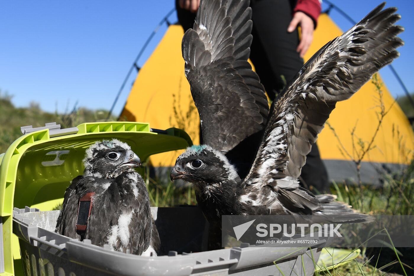 Russia Saker Falcon Population Rebirth