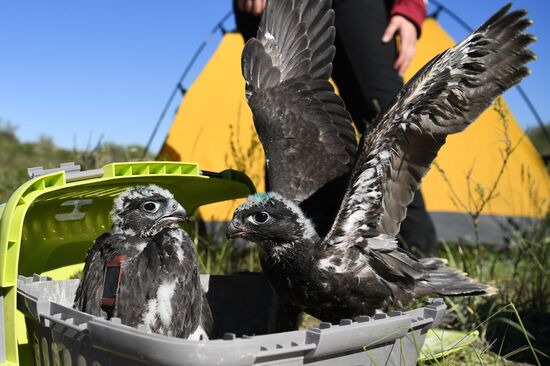 Russia Saker Falcon Population Rebirth