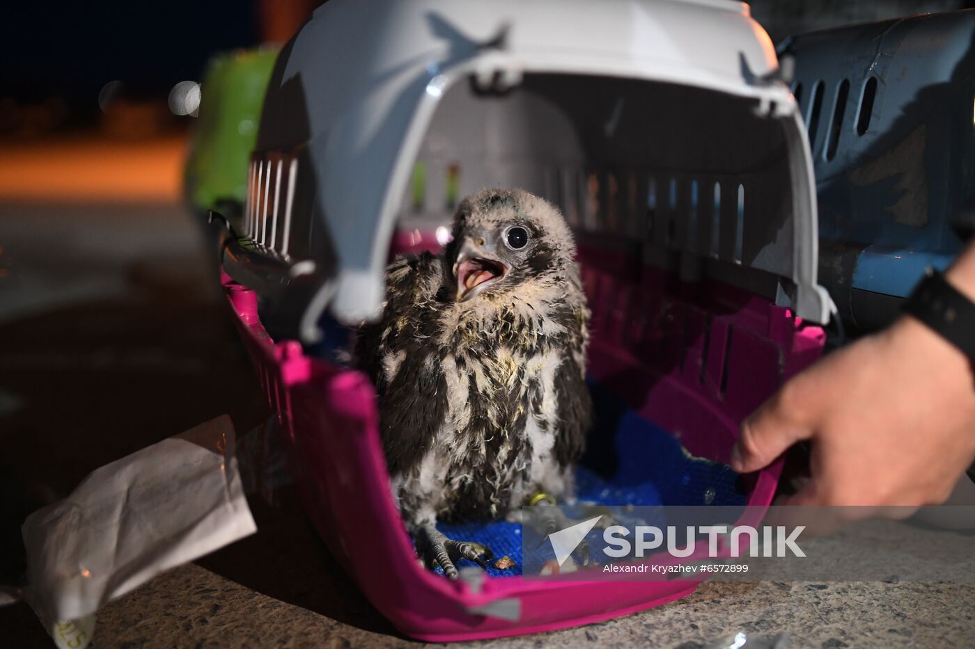 Russia Saker Falcon Population Rebirth