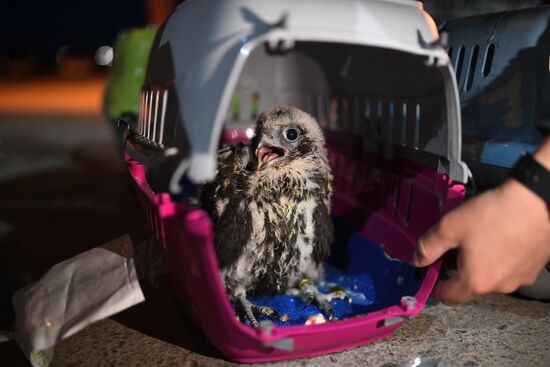 Russia Saker Falcon Population Rebirth
