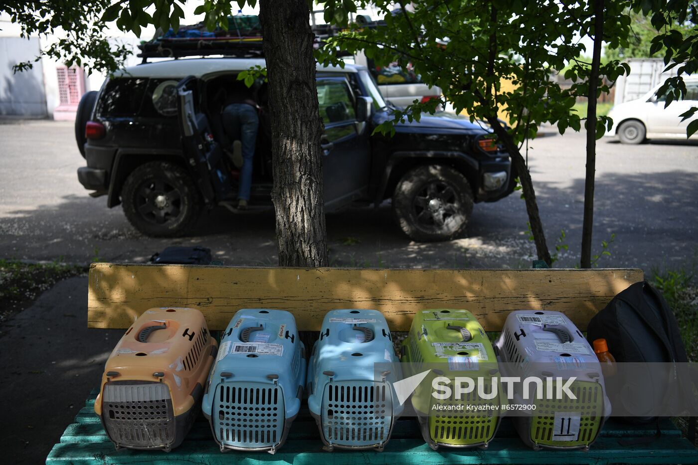 Russia Saker Falcon Population Rebirth