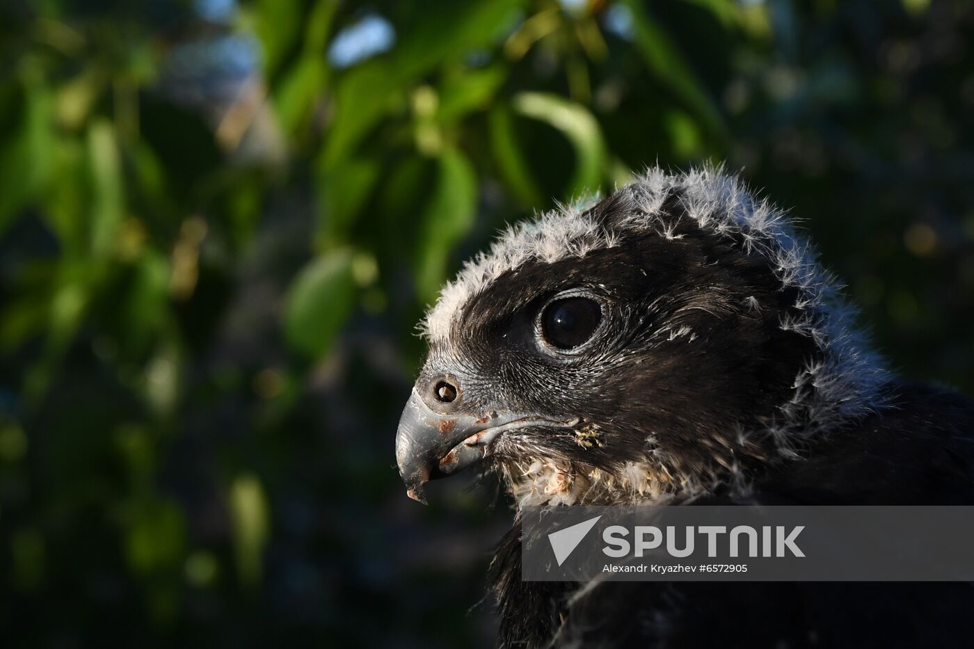 Russia Saker Falcon Population Rebirth