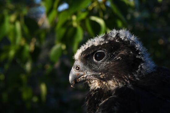 Russia Saker Falcon Population Rebirth