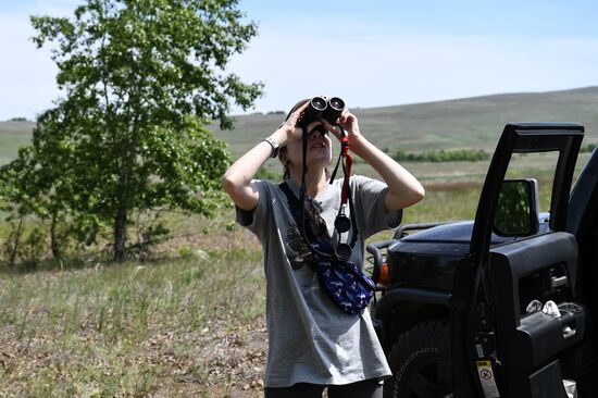 Russia Saker Falcon Population Rebirth