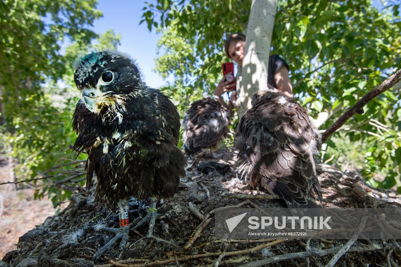 Russia Saker Falcon Population Rebirth