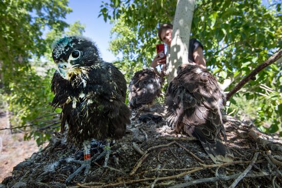Russia Saker Falcon Population Rebirth