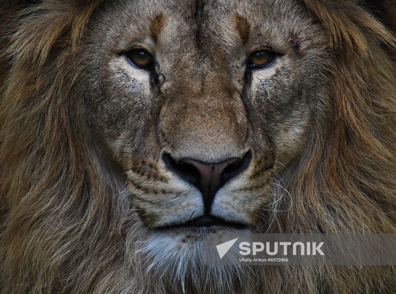 Russia Animals Safari Park
