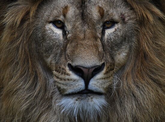 Russia Animals Safari Park