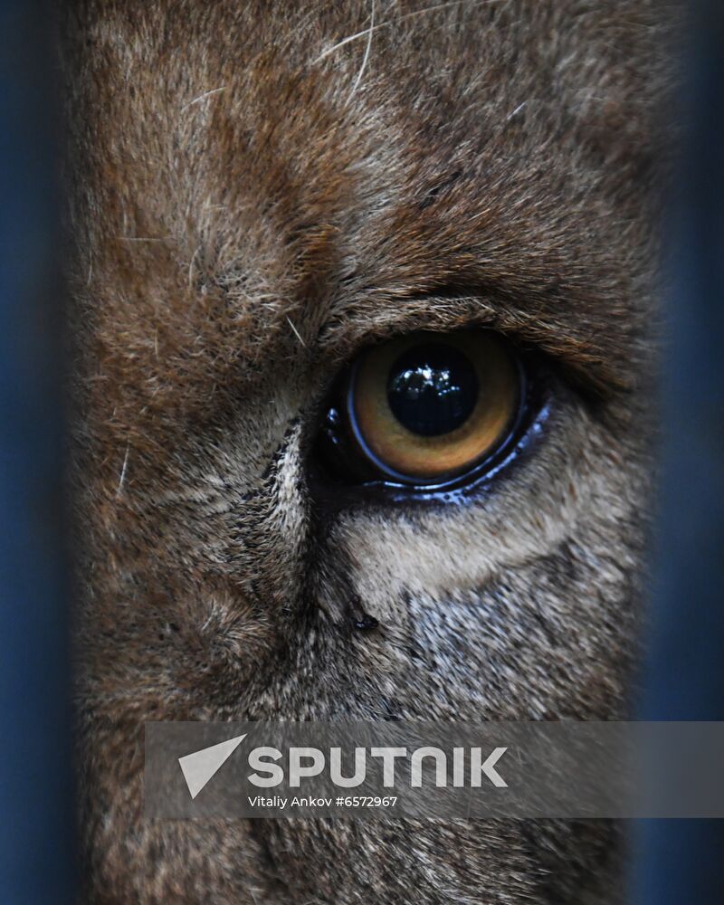 Russia Animals Safari Park