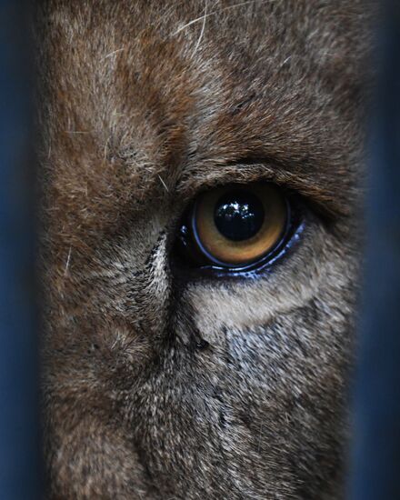 Russia Animals Safari Park