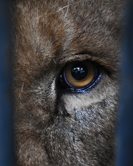 Russia Animals Safari Park