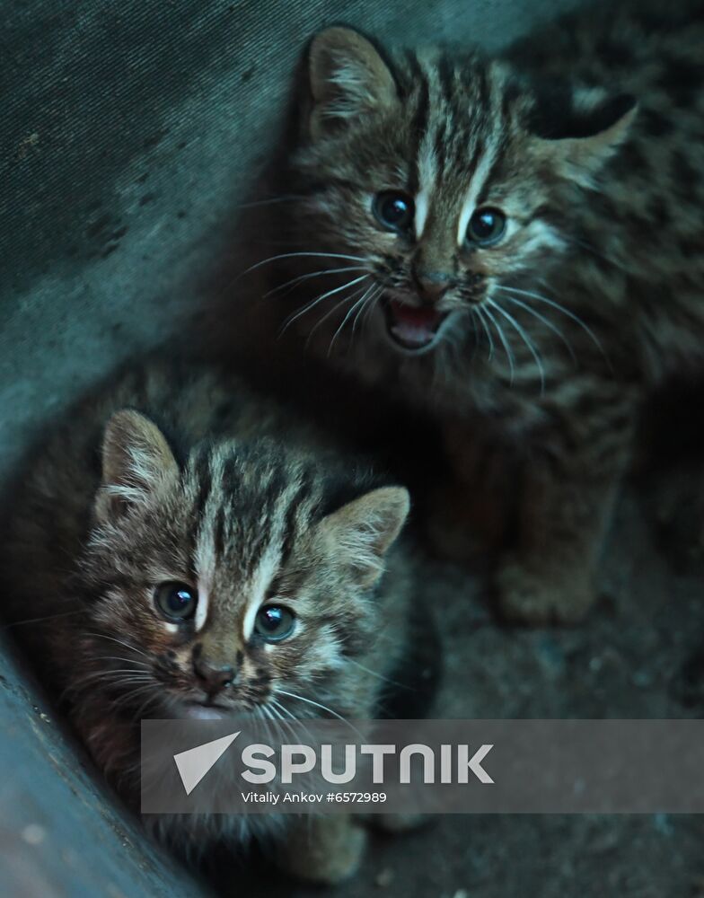 Russia Animals Safari Park