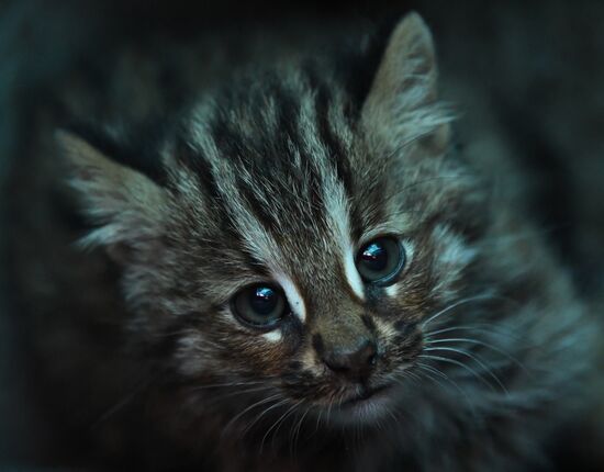 Russia Animals Safari Park