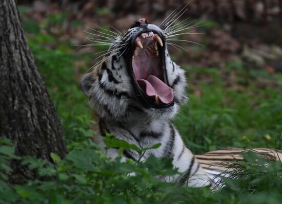 Russia Animals Safari Park