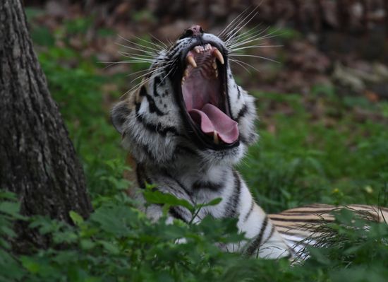 Russia Animals Safari Park