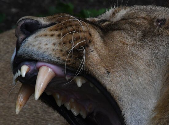 Russia Animals Safari Park