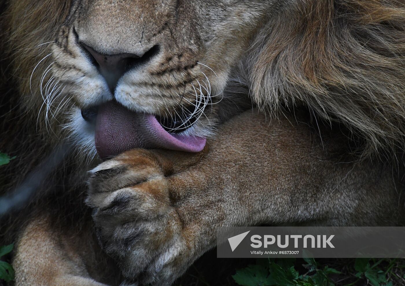 Russia Animals Safari Park