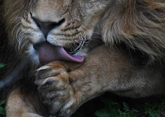 Russia Animals Safari Park