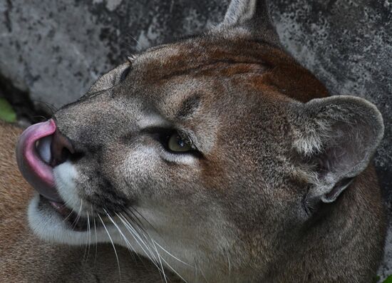 Russia Animals Safari Park