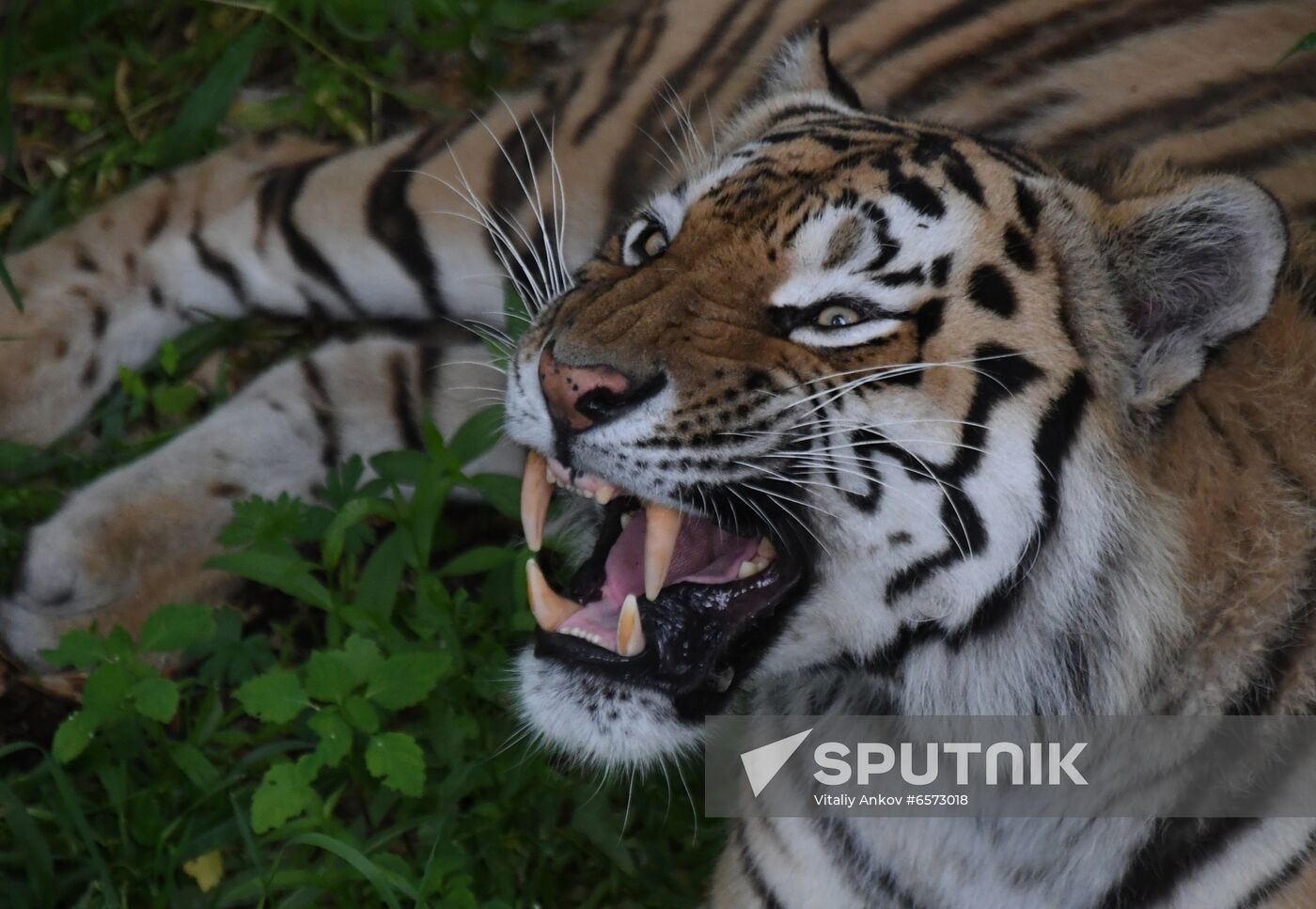 Russia Animals Safari Park