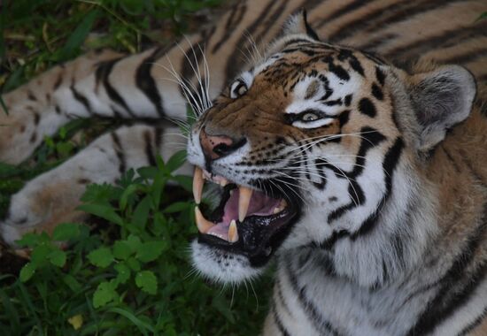 Russia Animals Safari Park